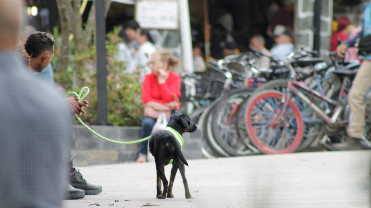 Mascotas -La Ceja - 2025