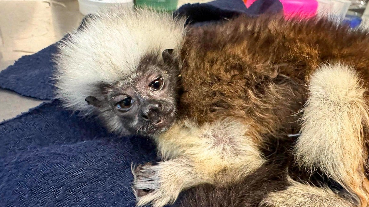 Titís cabeciblancos