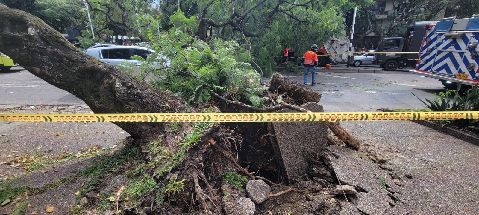 Un árbol le cayó a un carro en Medellín: conductor se salvó de milagro