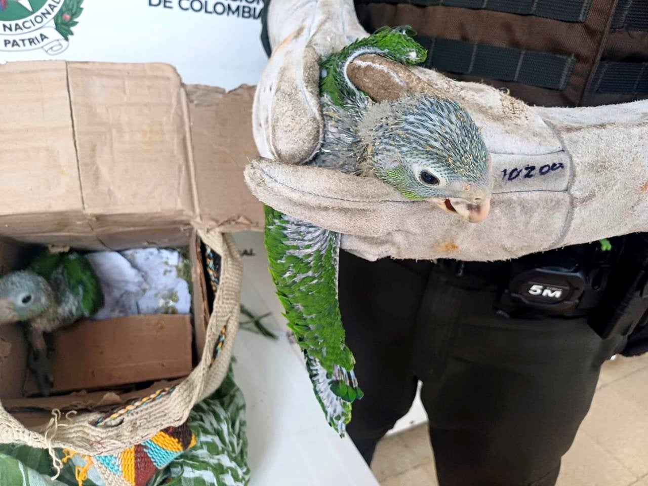 [FOTOS] Rescataron dos cotorras valoradas en $23 millones y capturaron a traficantes de fauna en La Pintada