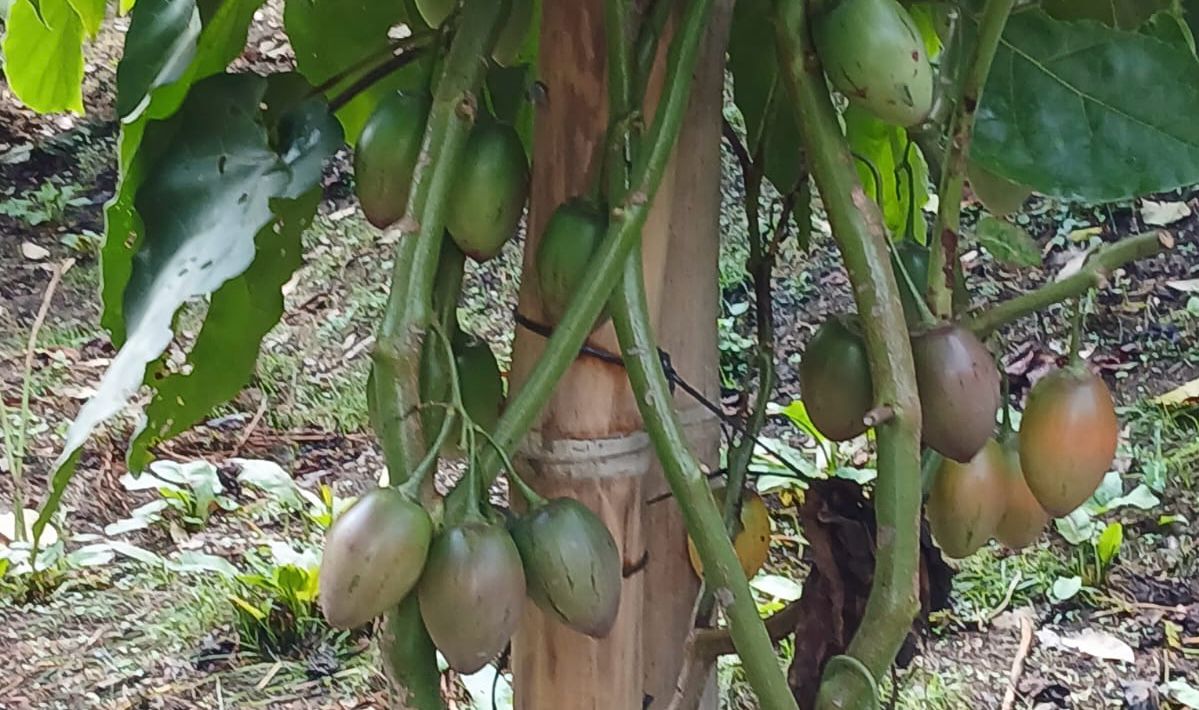Productores de tomate en Antioquia