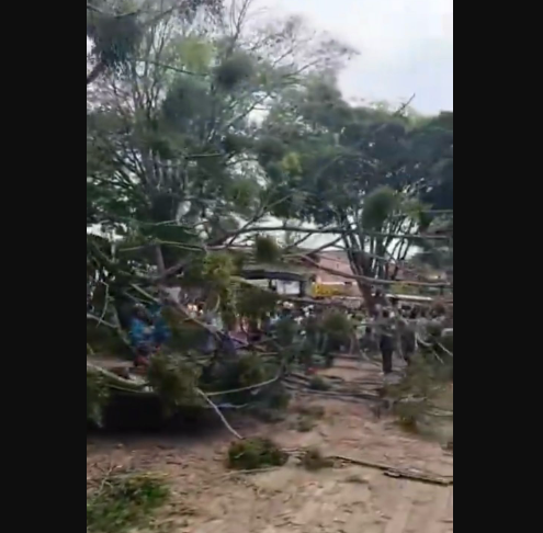 Caída de árbol en Medellín