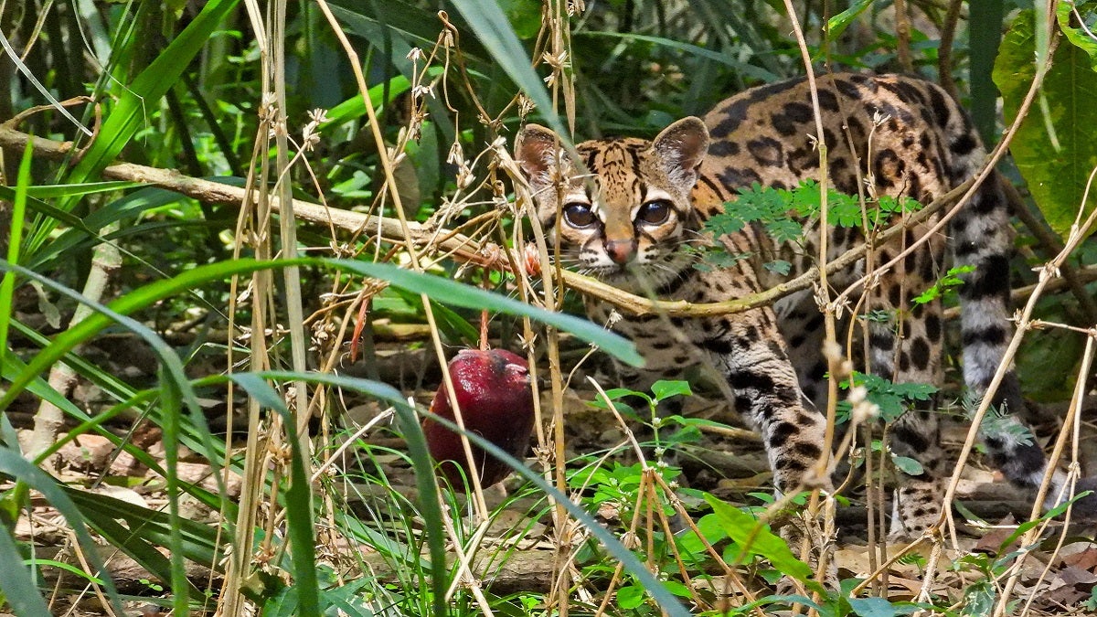 Fauna silvestre en Antioquia