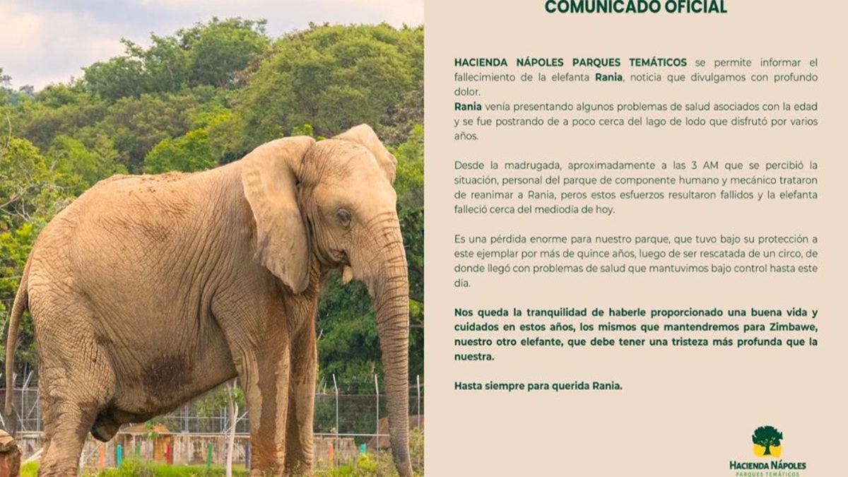 El Parque Hacienda Nápoles confirmó la muerte de una elefanta de avanzada edad. El animal llegó a este santuario luego de vivir por años en varios circos.