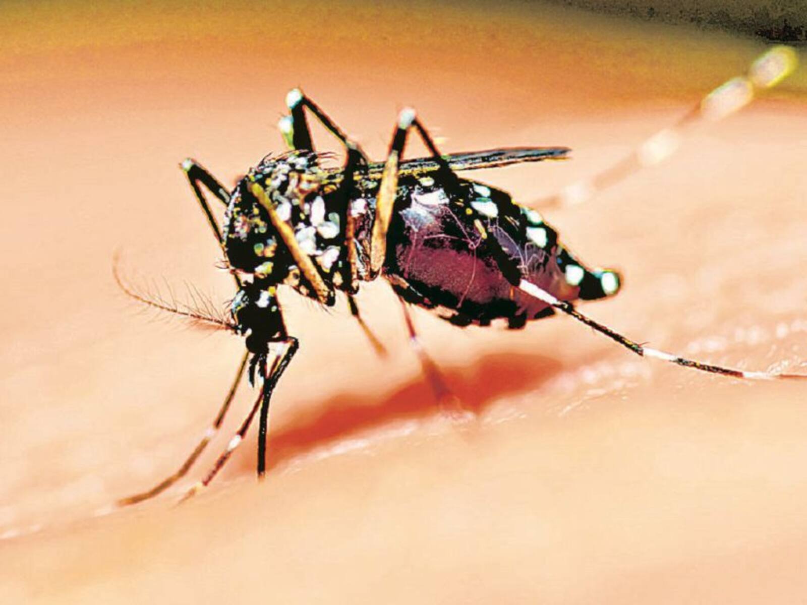 Dengue