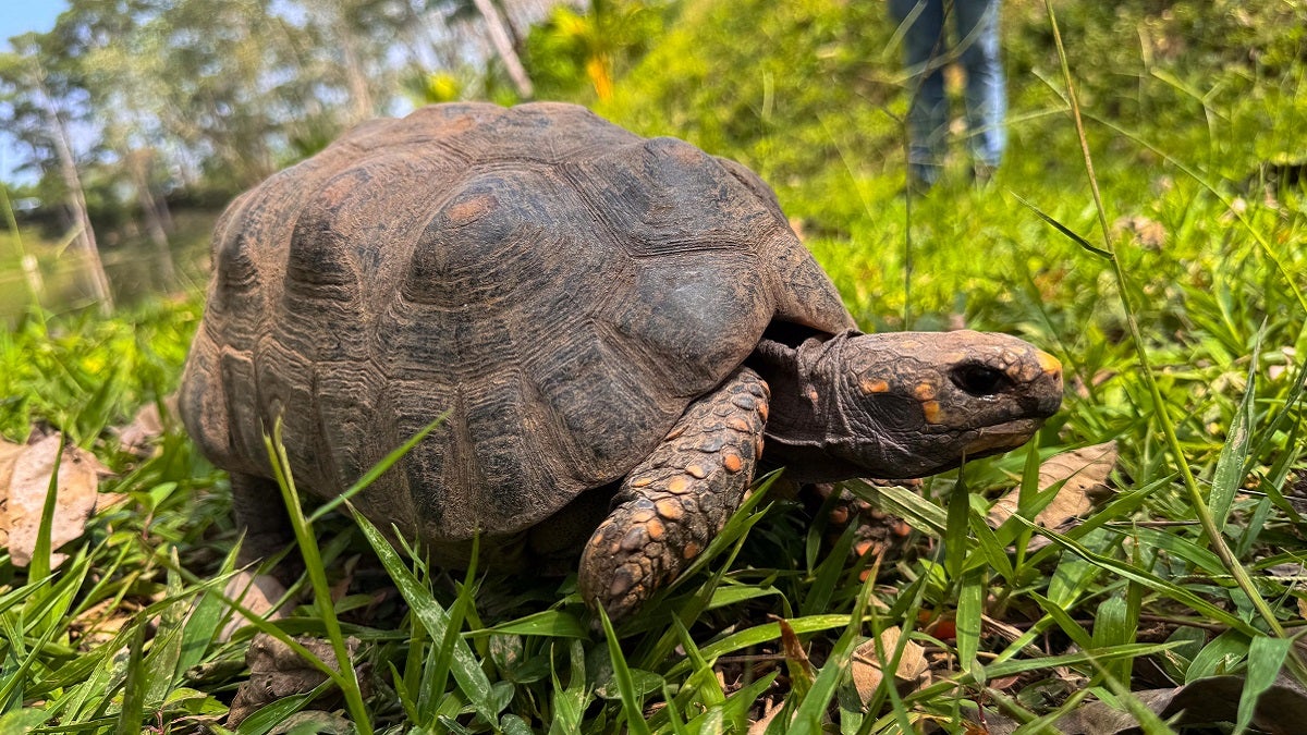 Tortugas morrocoy liberadas