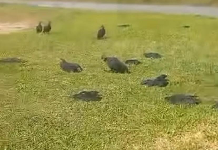 [Video] Investigan envenenamiento de al menos 20 gallinazos en Yarumal