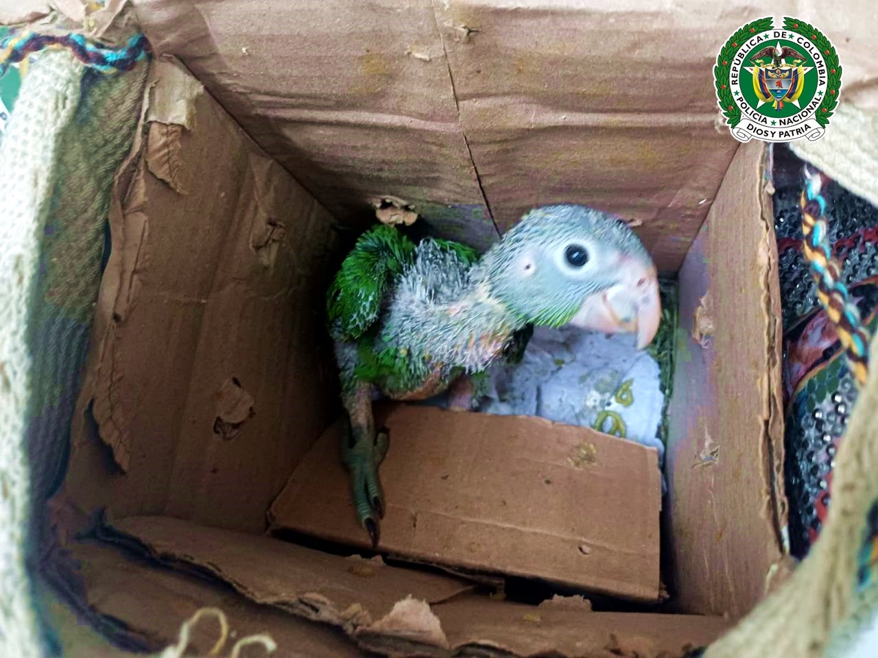 Rescataron dos cotorras valoradas en $23 millones y capturaron a traficantes de fauna en La Pintada