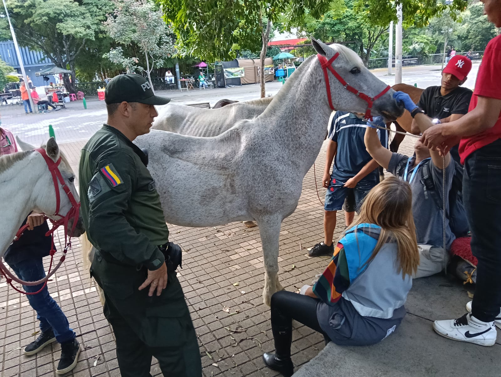 Rescataron dos equinos maltratados en Medellín: Eran utilizados para actividades recreativas