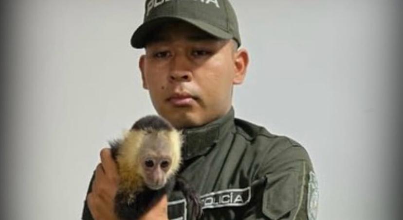 Rescataron a un mono capuchino amarrado y abandonado en el estadio de Turbo