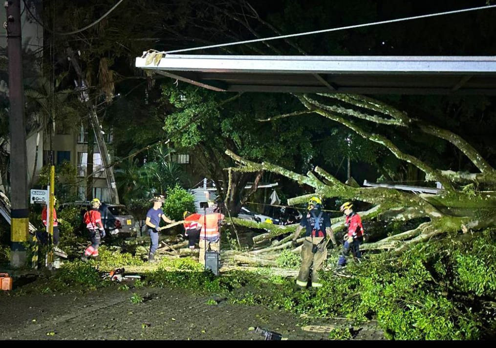 [Video] Caída de gigantezco árbol dañó tres carros y cinco motos en el barrio 20 de julio de Medellín