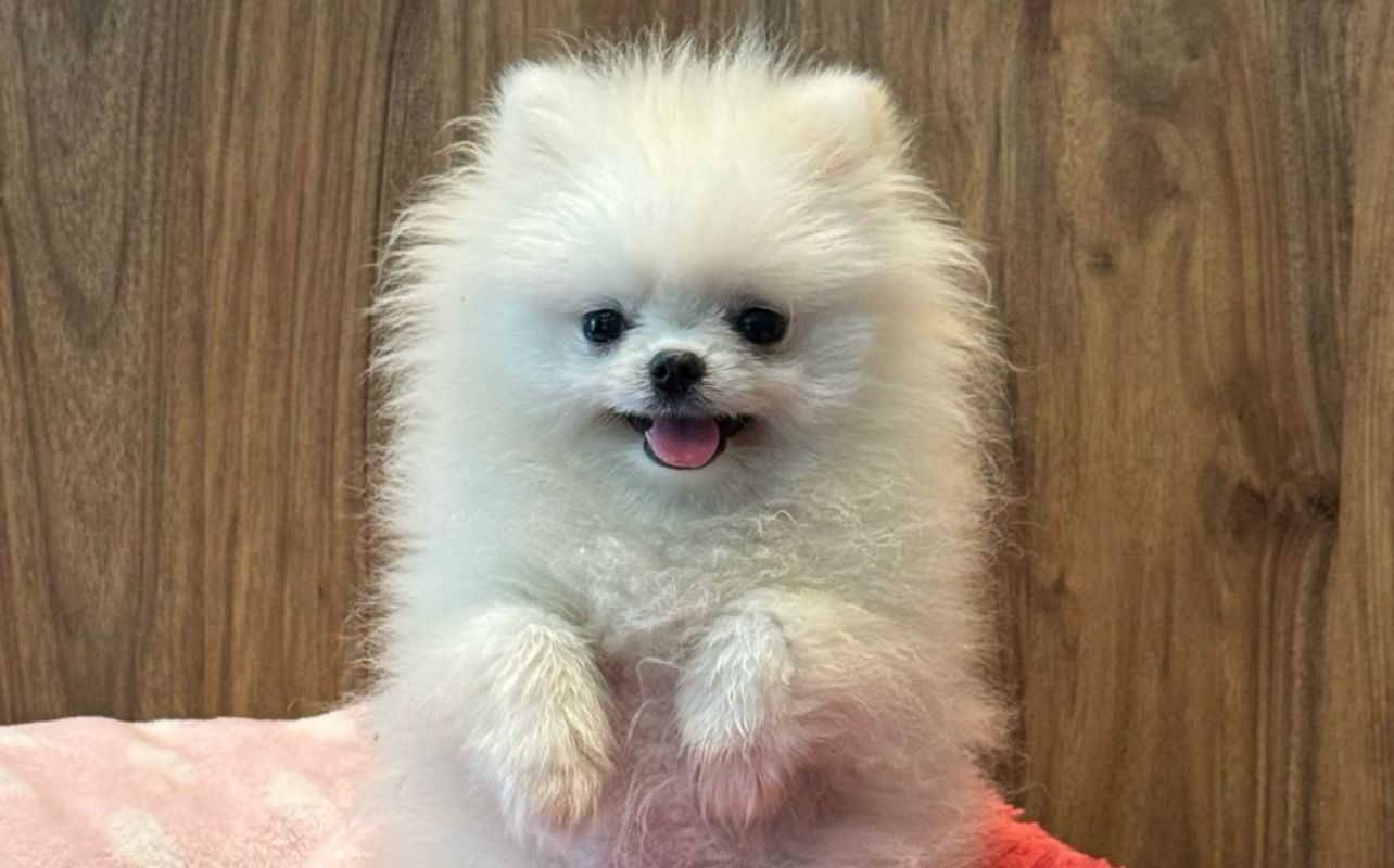 Mua, perrita involucrada en aparente caso de maltrato