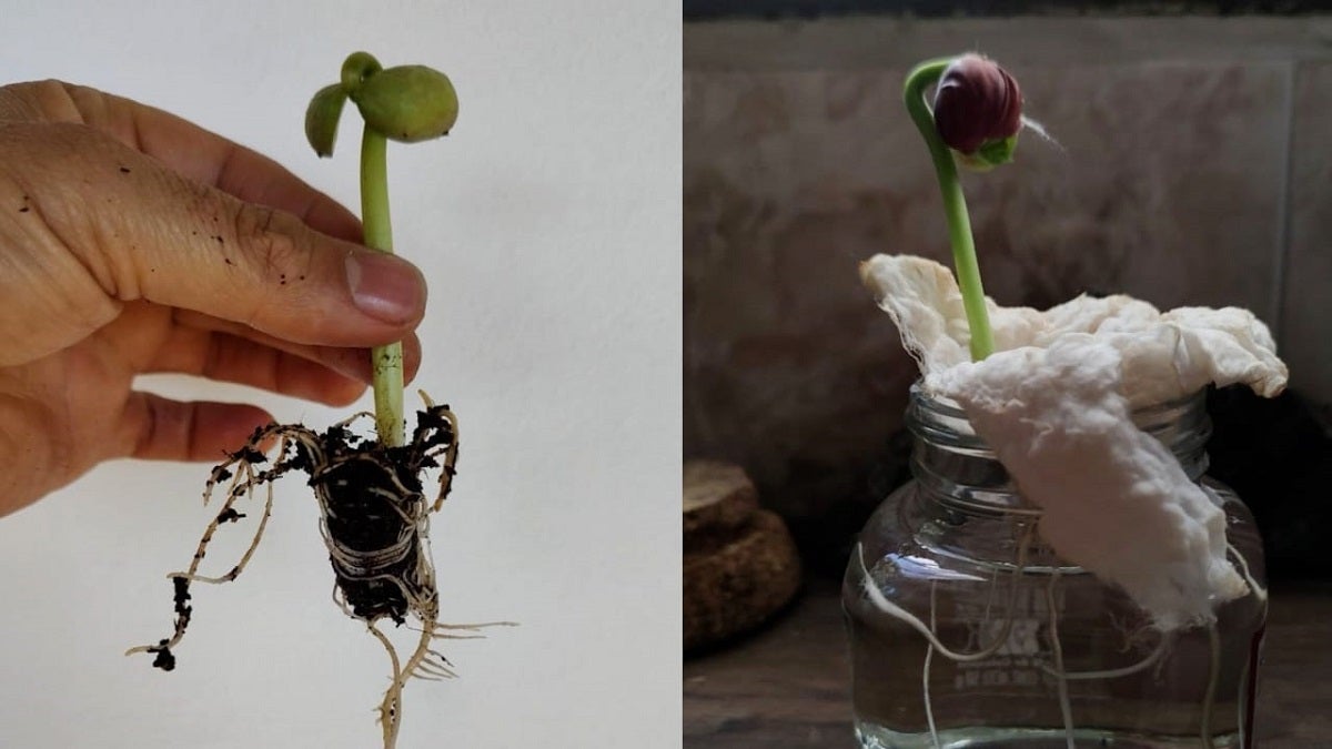 Agricultura urbana con inteligencia artificial en Medellín