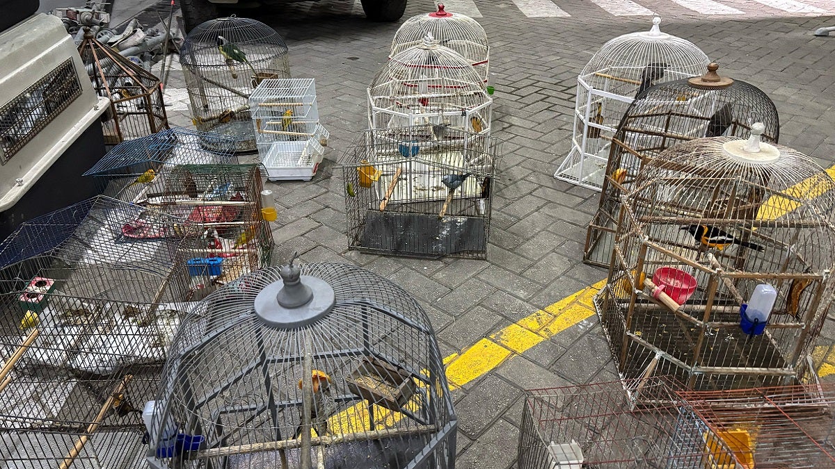 Aves incautadas en Medellín