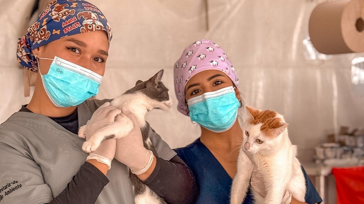 Esterilización de mascotas en Medellín
