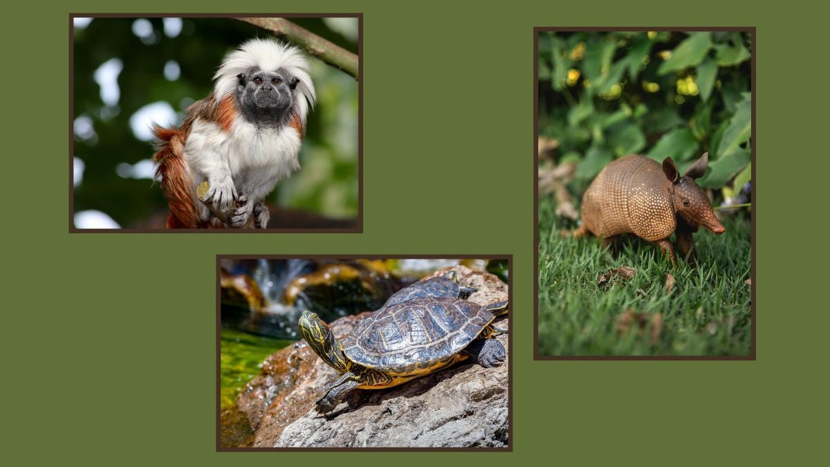prevención en Antioquia, de comercialización de fauna silvestre