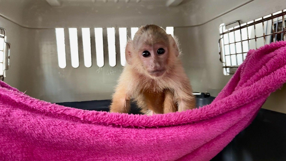 Mono cariblanco rescatado en Antioquia