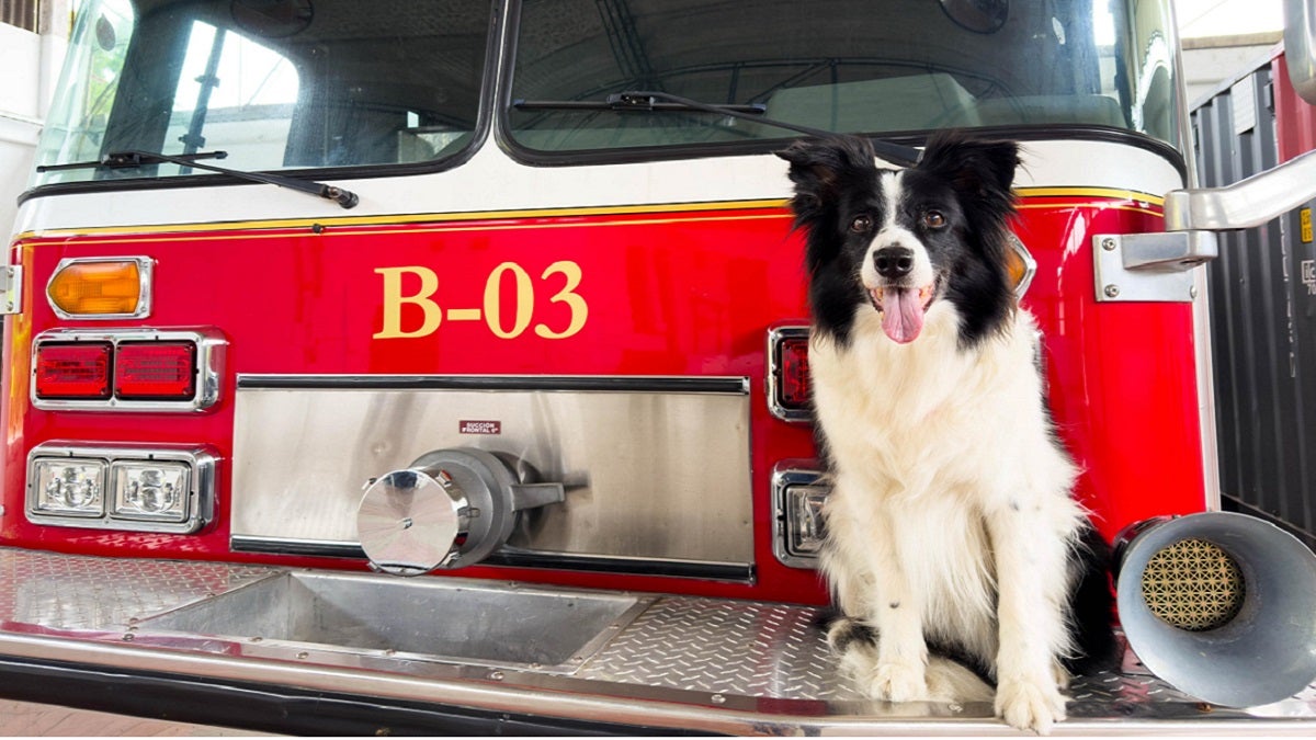 Nikita, la perra que hizo parte del Cuerpo de Bomberos de Sabaneta