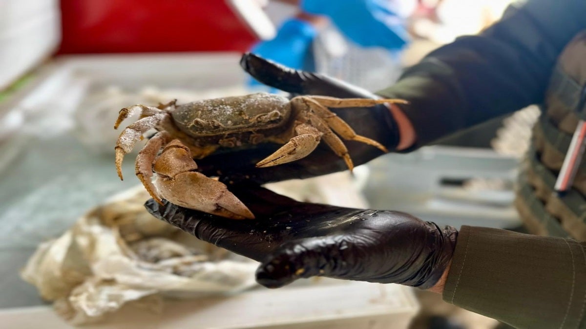 Dos personas han sido capturadas por tráfico de fauna y cerca de 200 animales silvestres ha sido rescatados en Urabá. Las autoridades adelantan controles en toda la subregión durante Semana Santa.