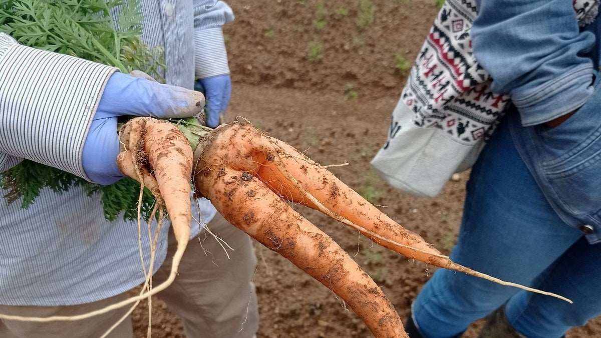 Producción de zanahoria en El Santuario, Antioquia