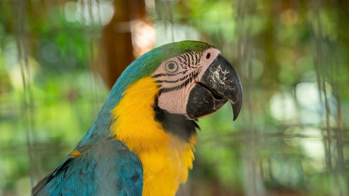 Aves liberadas en Antioquia