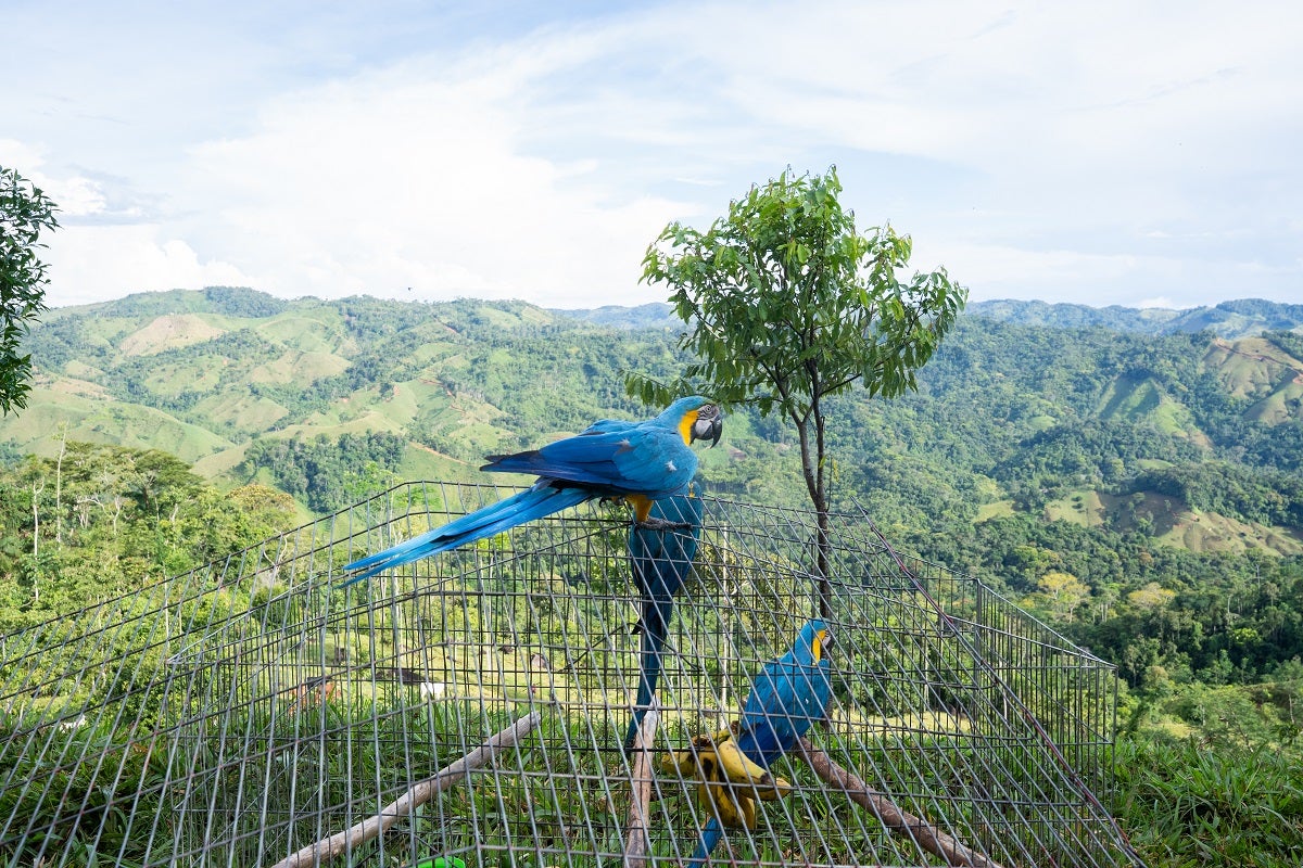 Aves liberadas en Antioquia