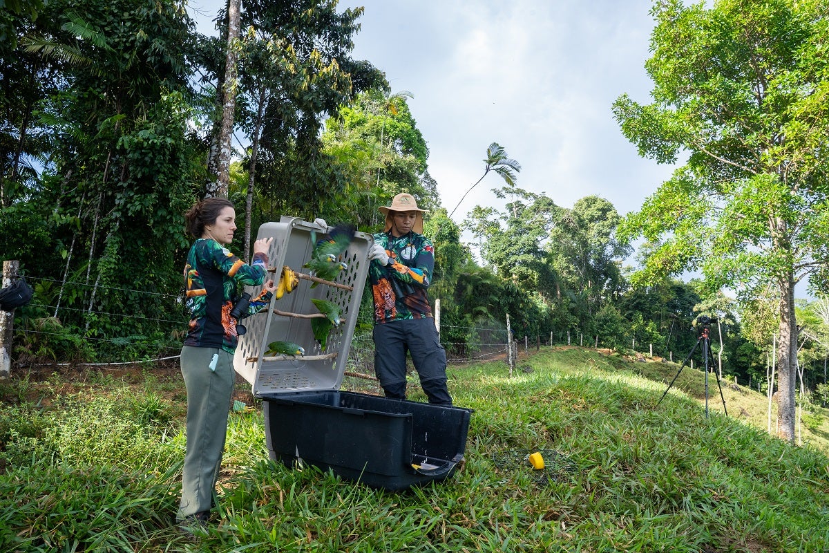 Aves liberadas en Antioquia