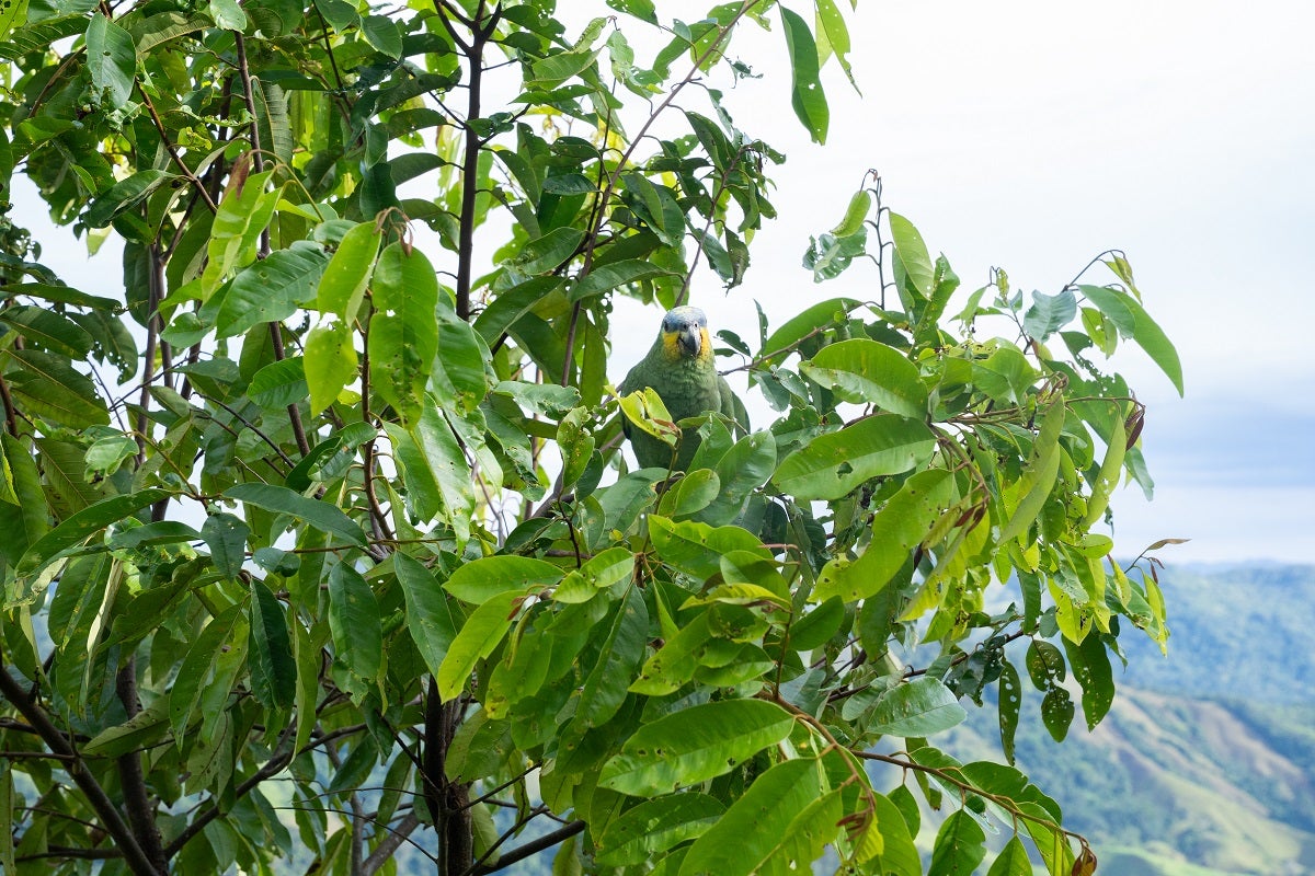 Aves liberadas en Antioquia