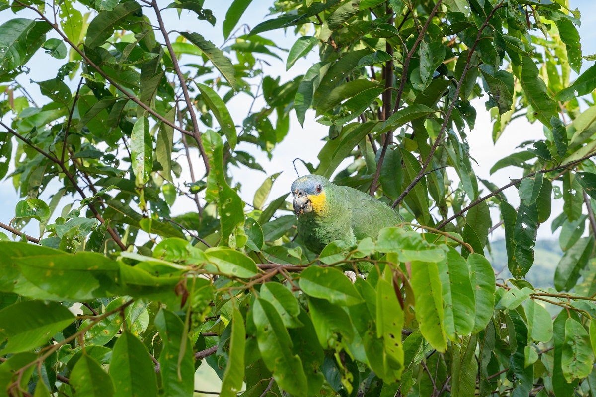 Aves liberadas en Antioquia