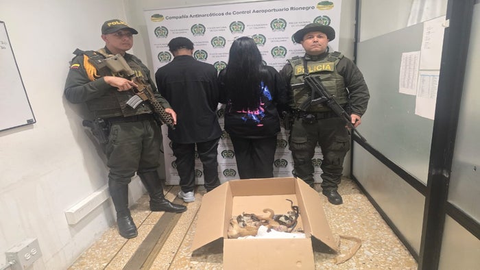 Capturados traficantes de animales en Aeropuerto de Rionegro