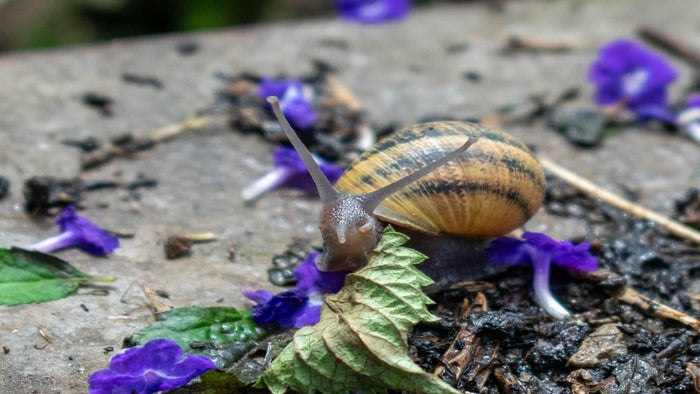 Caracoles invasores en el Valle de Aburrá