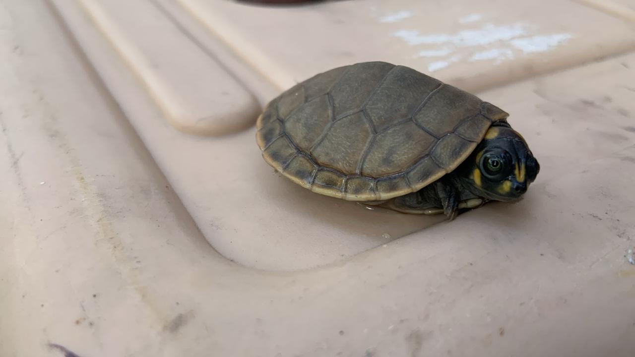 Rescatan animales silvestres