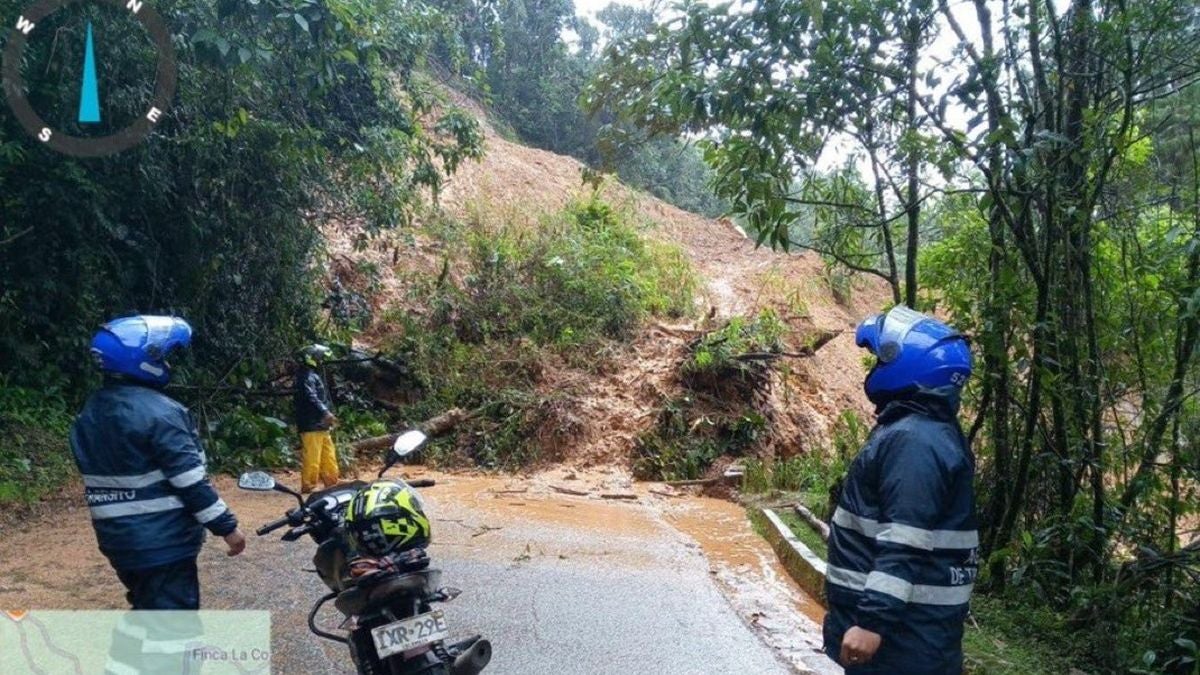 Heliconia - 2025 - Lluvias