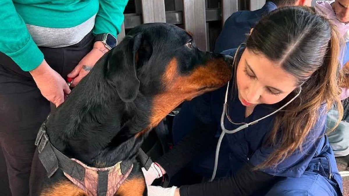 Festival de las Mascotas en Medellín