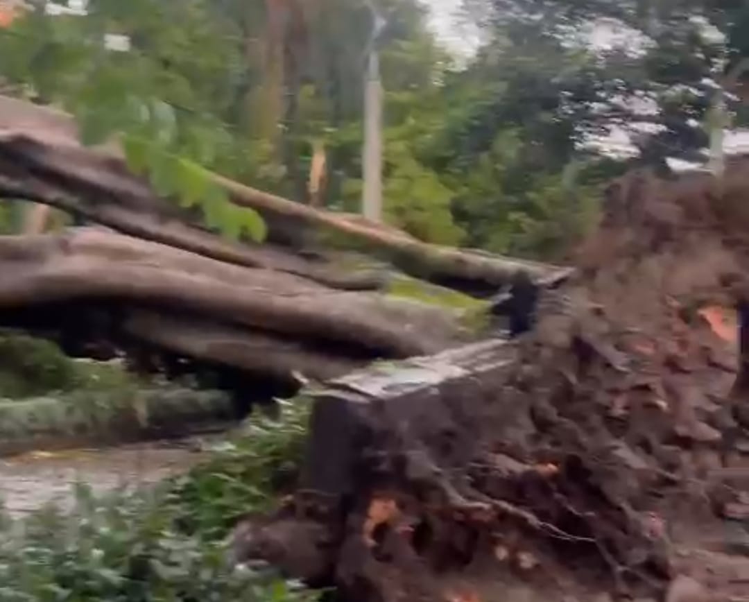 [Video] Fuertes vientos tumbaron gigantesco árbol en el barrio Laureles de Medellín