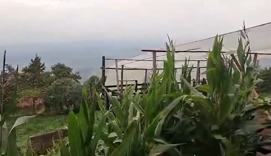 Cultivo hidropónico de marihuana desmantelado por la policía en Medellín