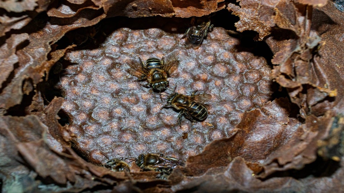 Biólogos de la secretaría de Medio Ambiente de Medellín identificaron una especie de abeja nunca antes vista en la ciudad