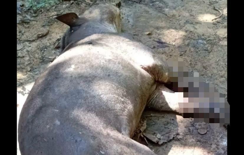 Denuncian amputación y muerte de un animal en vía de extinción por minas antipersonales en Remedios