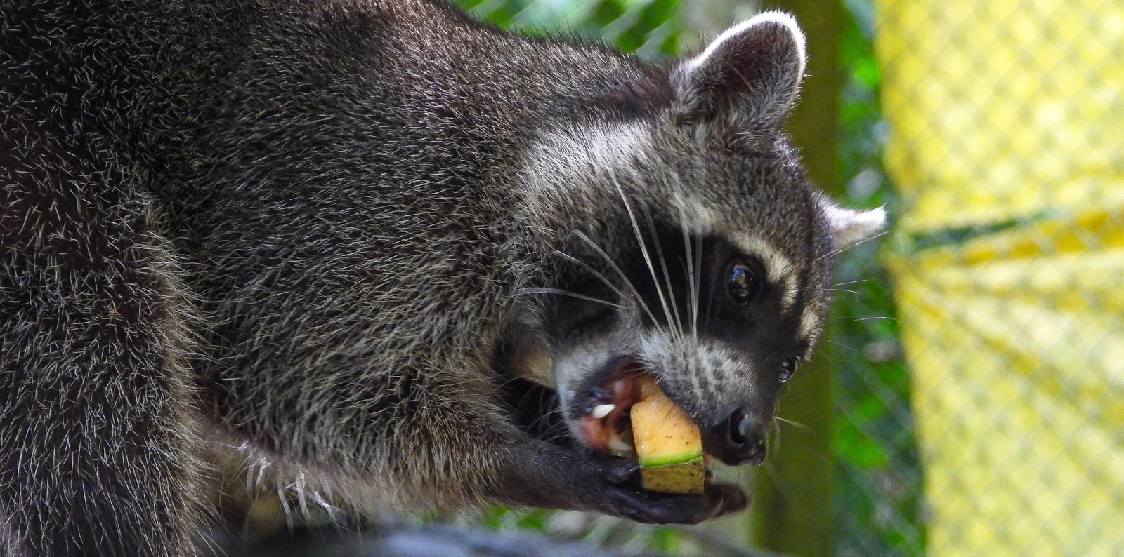 Tráfico ilegal de fauna