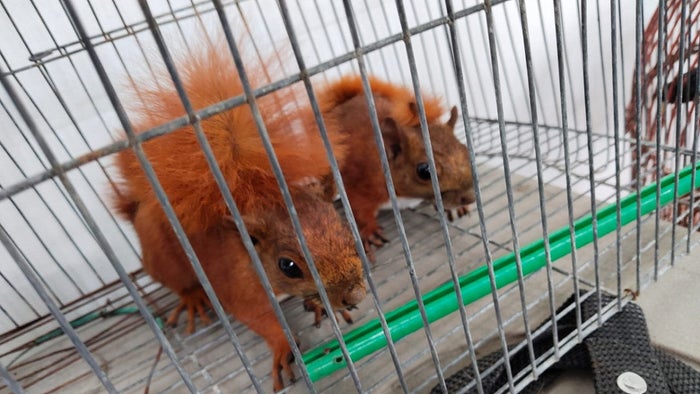 Animales silvestres en cautiverio en Itagüí