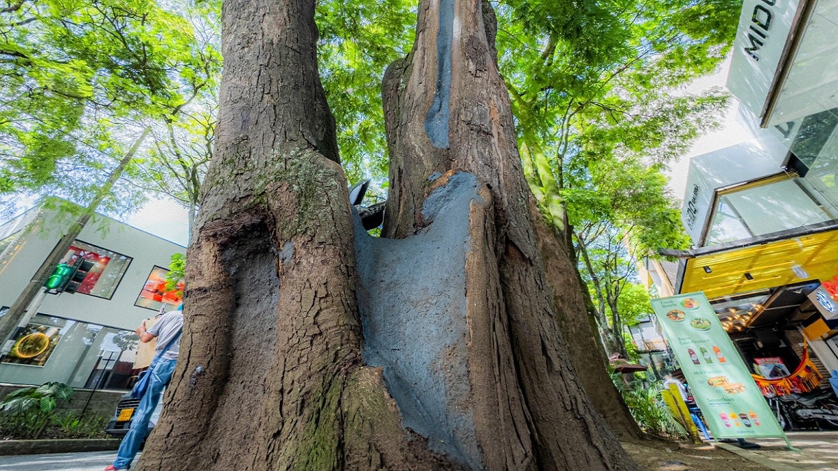 Árboles riesgosos en Provenza, Medellín