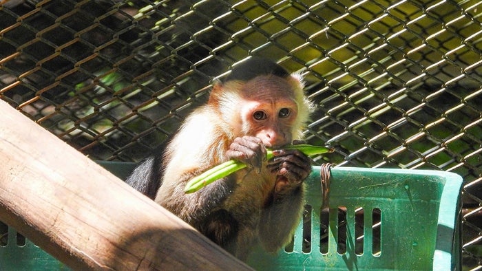 Fauna silvestre en el Valle de Aburrá