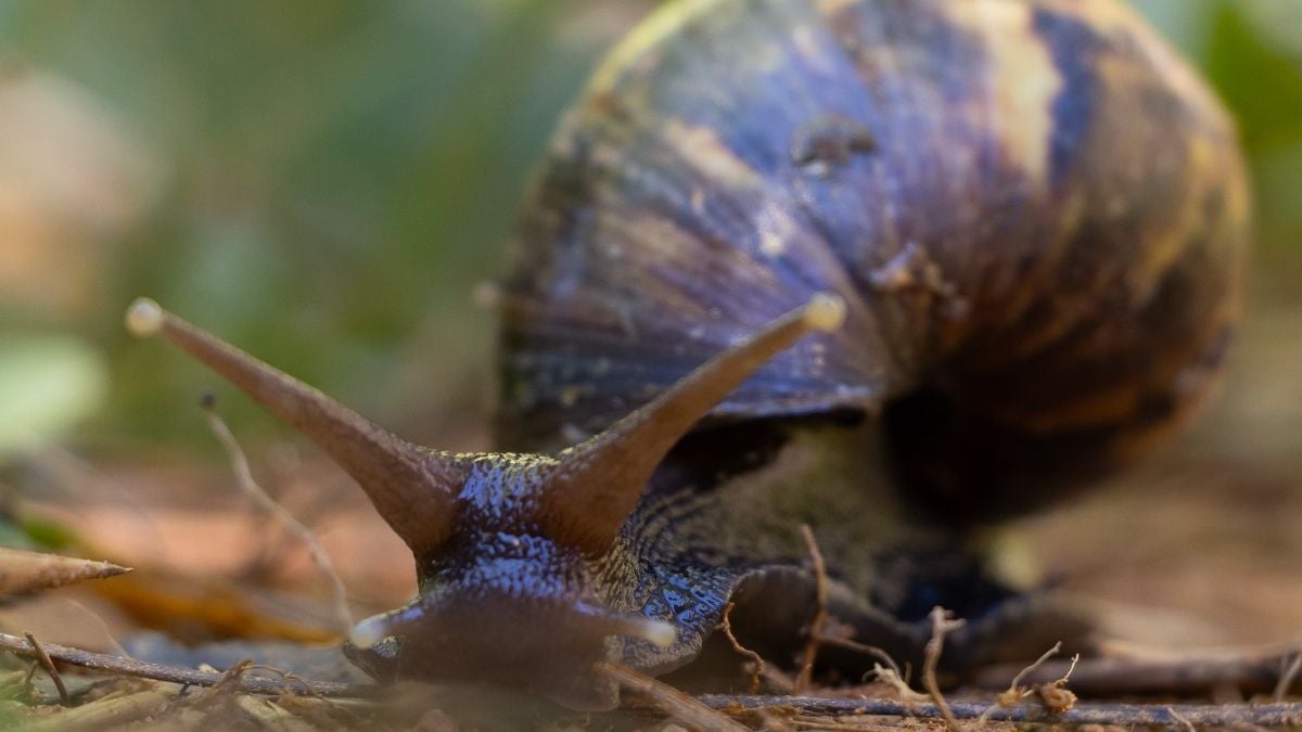 Caracol africano - Antioquia - 2025