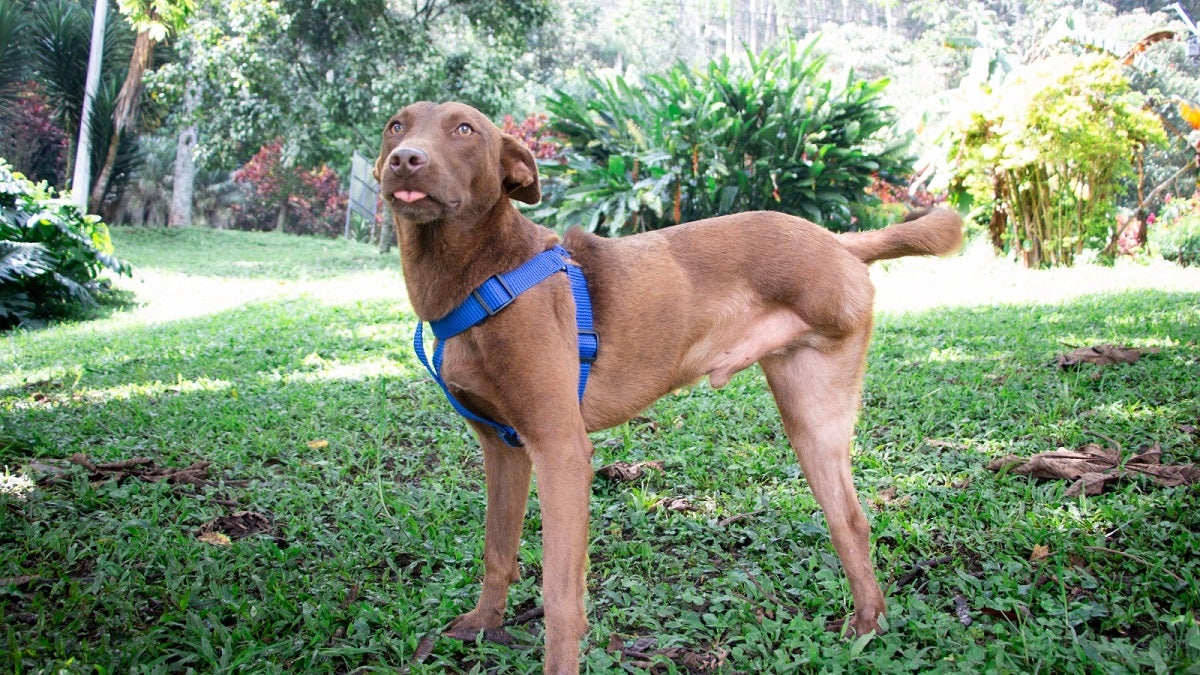 Más de mil animales en Medellín buscan ser adoptados