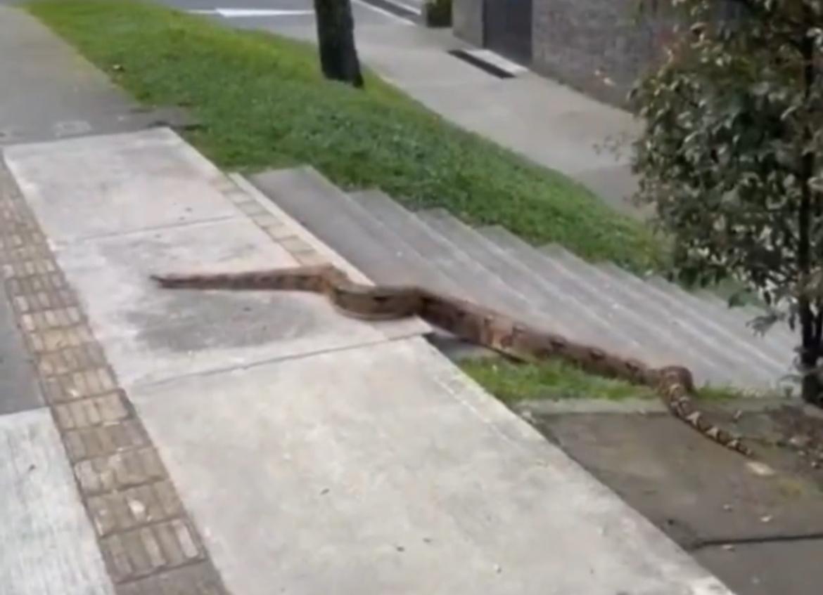 Boa / Loma del los Bernal