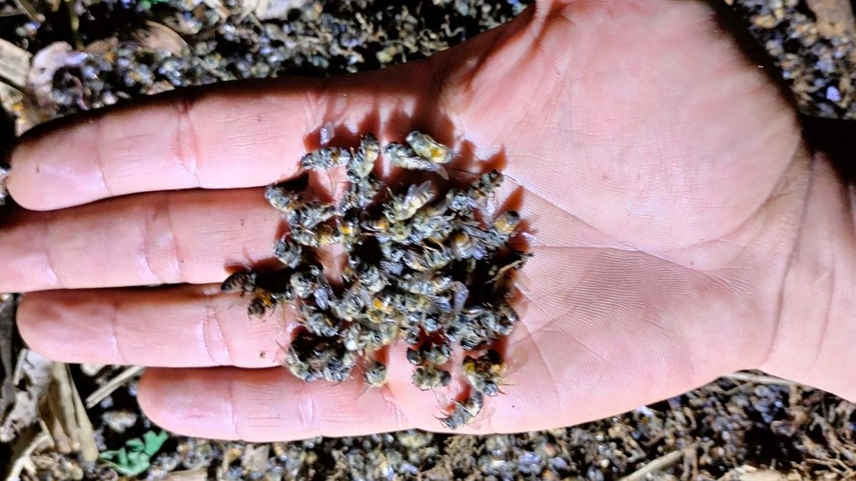 Abejas -Antioquia - 2025