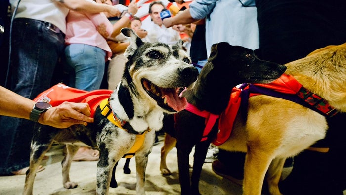 Adopta un Superhéroe, la campaña para adoptar perros en Medellín