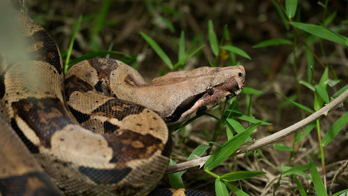 Liberación de fauna silvestre en Antioquia