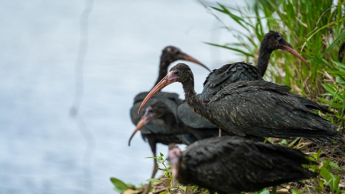 Liberación de fauna silvestre en Antioquia