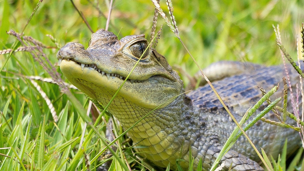 Fauna silvestre rescatada en Antioquia